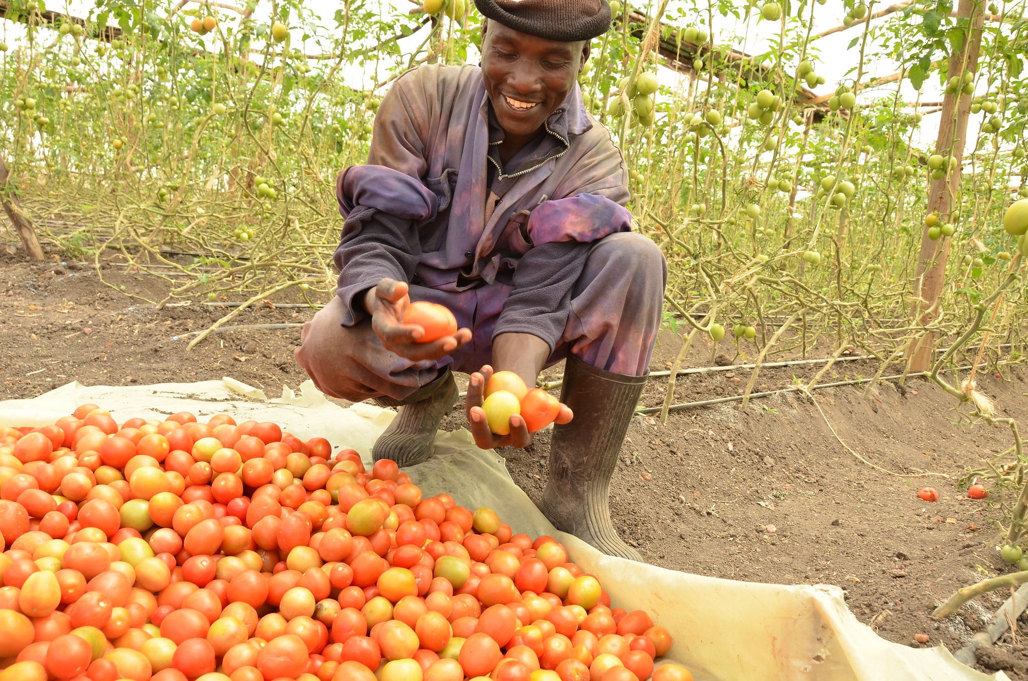 African farmer holding tomatoes