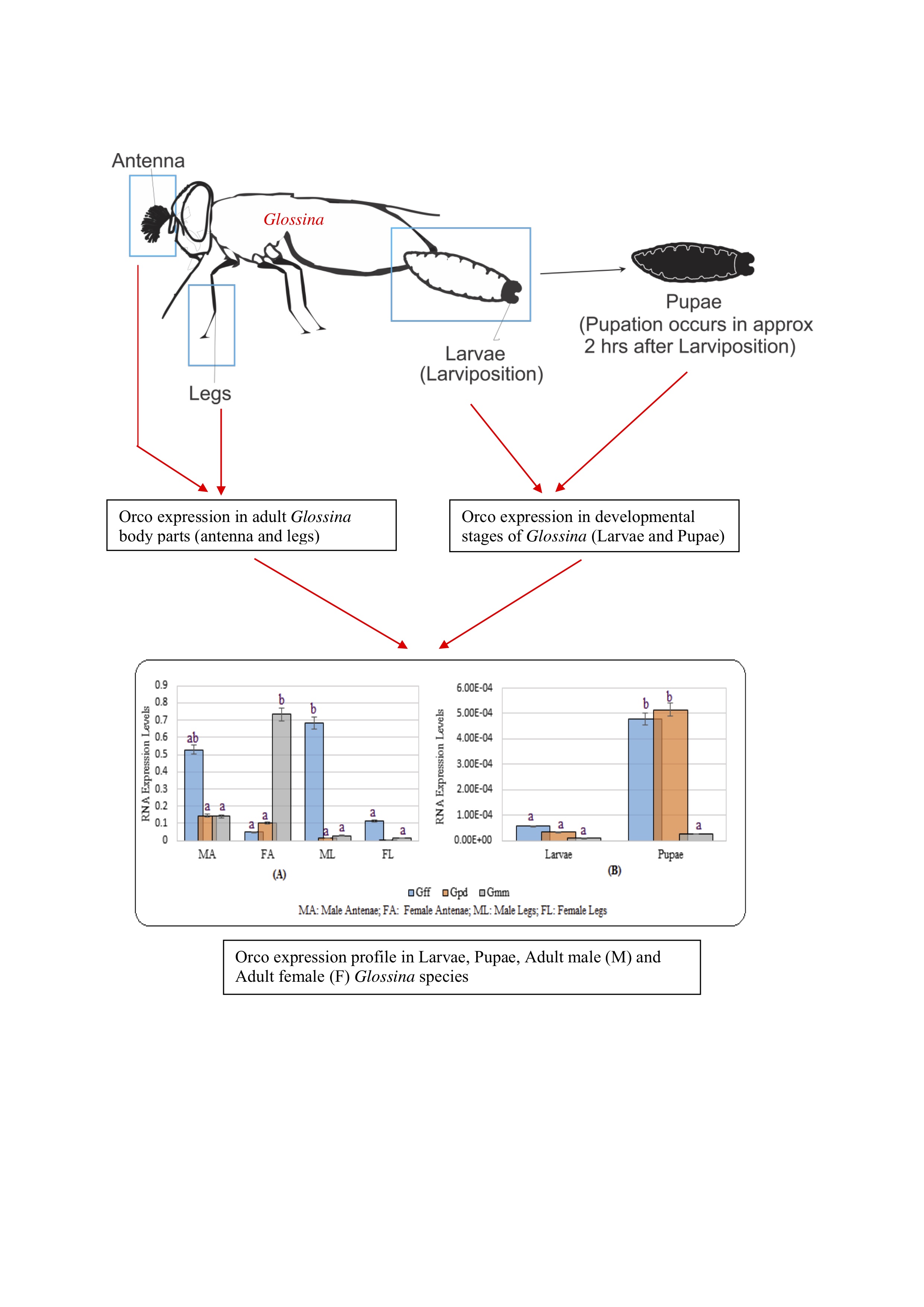 Orco expression profile in Larvae, Pupae, Adult male (M) and Adult female (F) Glossina species