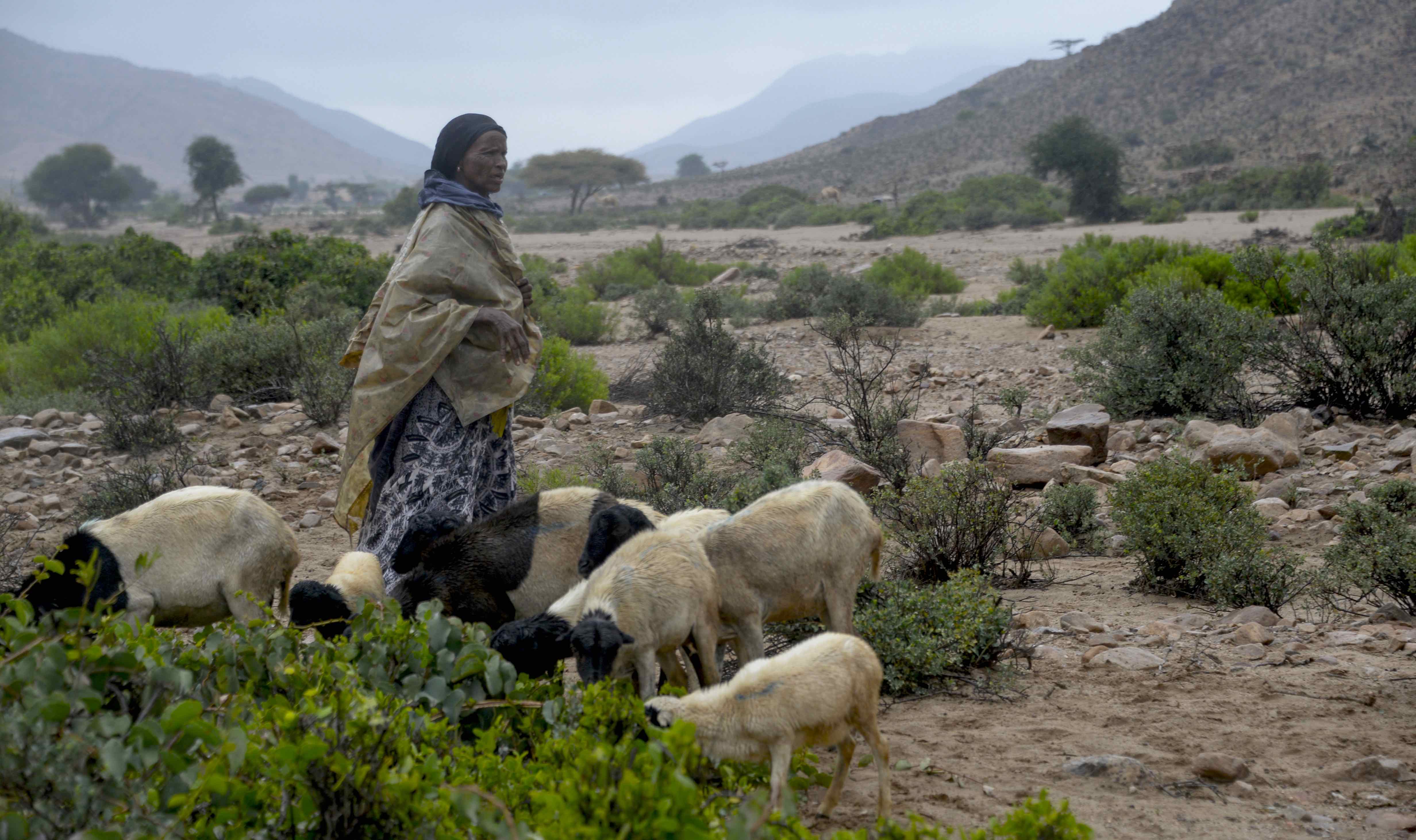 A Djiboutian shepherd Photo Credit: Google Stock