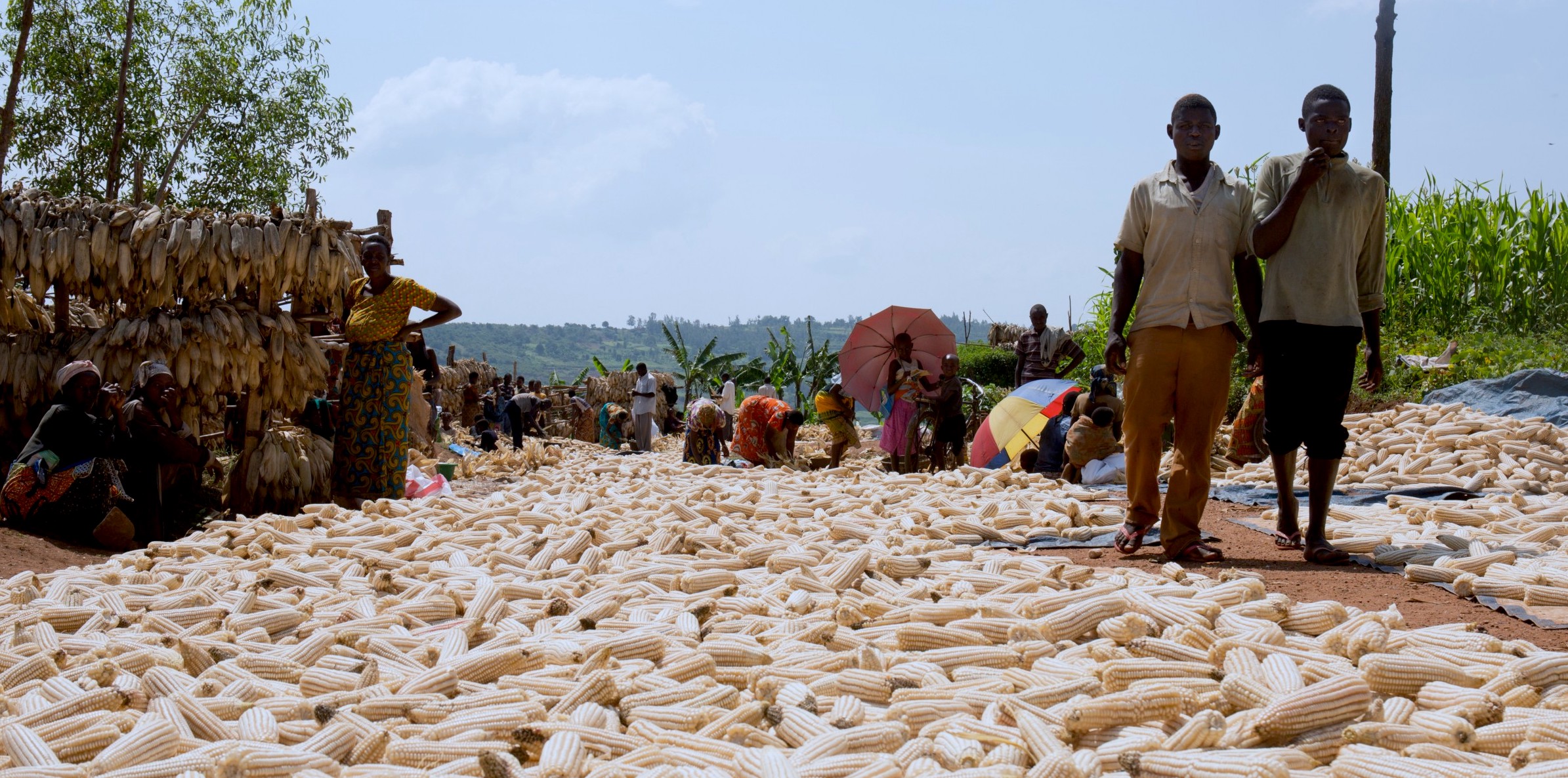 Traditional maize drying.